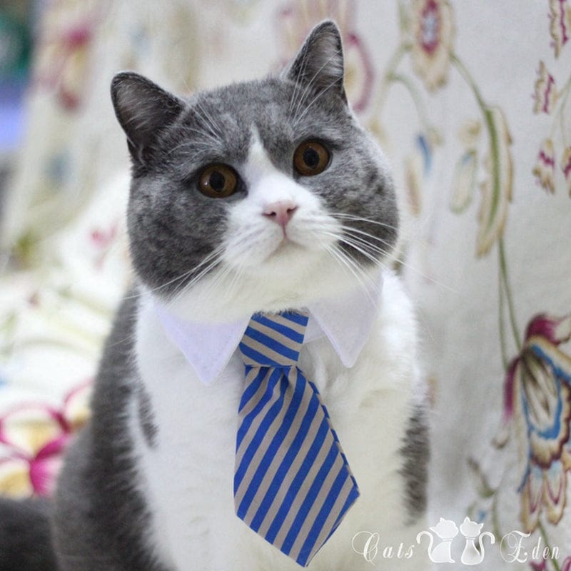 Funny Pet Halloween Costume Cat Ties