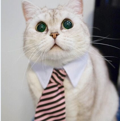 Funny Pet Halloween Costume Cat Ties