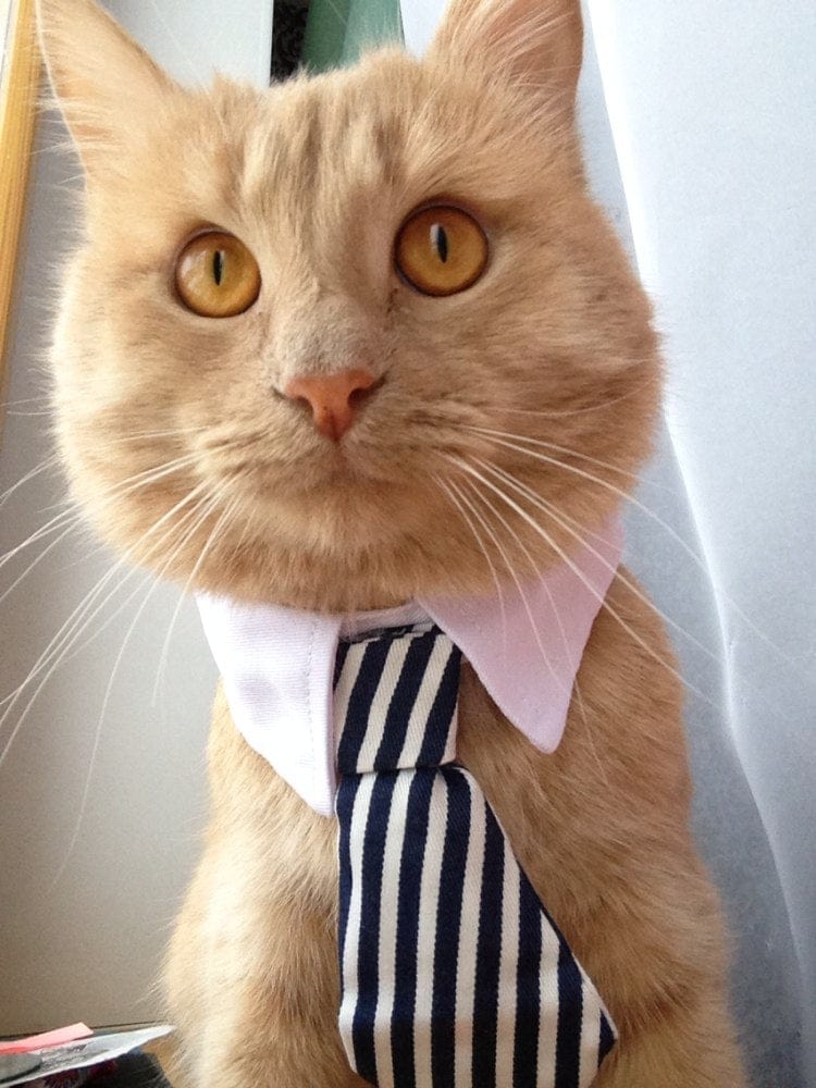 Funny Pet Halloween Costume Cat Ties