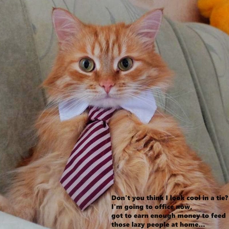 Funny Pet Halloween Costume Cat Ties