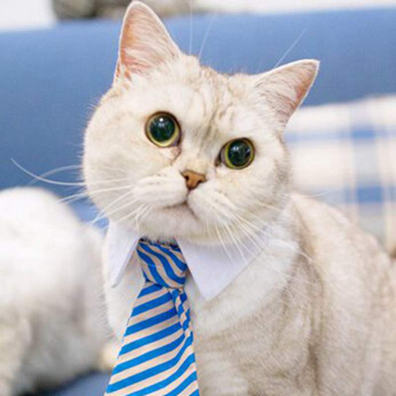 Funny Pet Halloween Costume Cat Ties