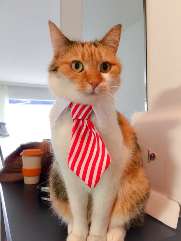 Funny Pet Halloween Costume Cat Ties