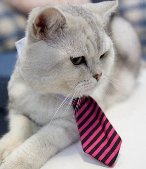 Funny Pet Halloween Costume Cat Ties