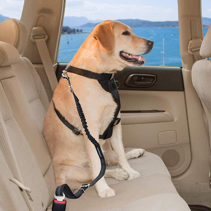 Dog Seatbelt